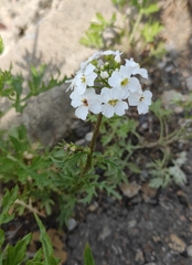 Dontostemon pinnatifidus