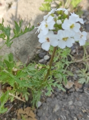 Dontostemon pinnatifidus