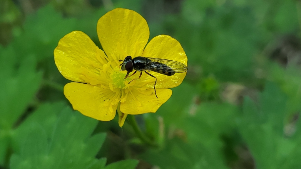 Western Forest Sedgesitter