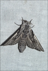 Endoxyla secta