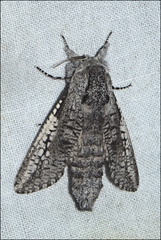 Endoxyla secta