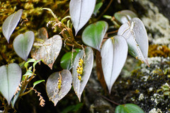 Pleurothallis truncata