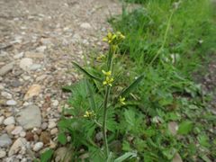 Sisymbrium officinale
