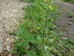 Sisymbrium officinale