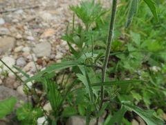 Sisymbrium officinale