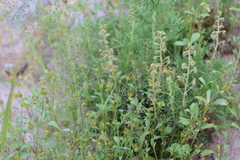 Ambrosia artemisioides