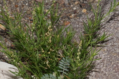 Oligomeris linifolia