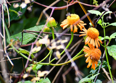 Pseudogynoxys sodiroi