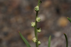 Oligomeris linifolia