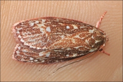 Euchaetis metallota