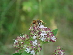 Epeoloides coecutiens