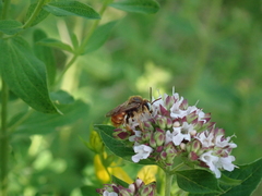 Epeoloides coecutiens