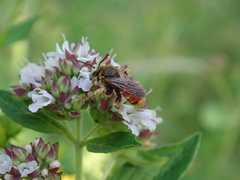 Epeoloides coecutiens