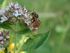Epeoloides coecutiens