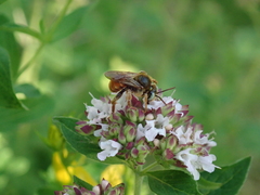 Epeoloides coecutiens