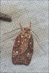 Euchaetis metallota