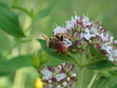 Epeoloides coecutiens