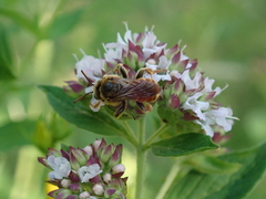Epeoloides coecutiens