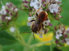 Epeoloides coecutiens