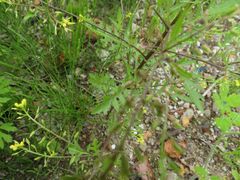Rorippa palustris