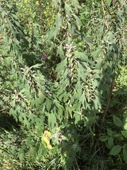 Leonurus quinquelobatus