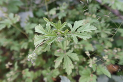 Fuertesimalva chilensis