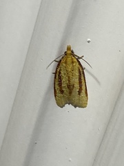 Sparganothis bistriata