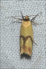 Plectobela ecliptica
