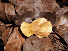 Terminalia calamansanai