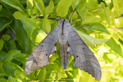 Marumba sperchius