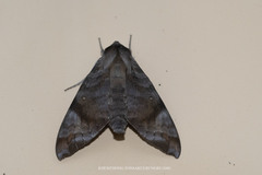 Acosmeryx pseudonaga