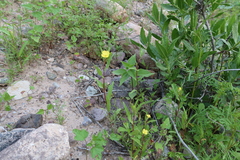 Oenothera verrucosa