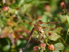 Libellula semifasciata