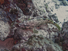 Epinephelus spilotoceps