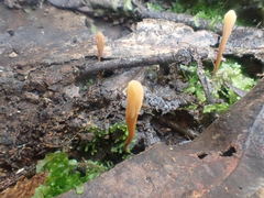 Clavaria tenuipes