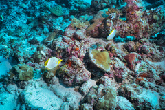 Chaetodon xanthocephalus