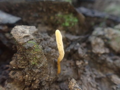 Clavaria tenuipes