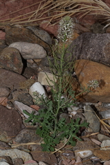 Thelypodium texanum