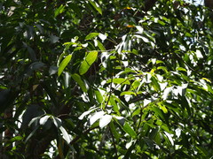 Hydnocarpus castaneus