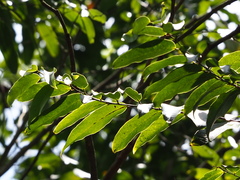 Hydnocarpus castaneus