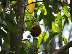 Hydnocarpus castaneus