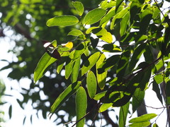 Hydnocarpus castaneus