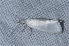 Zacorus carus