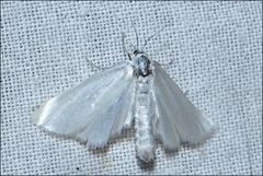 Zacorus carus