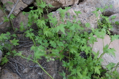 Bowlesia sodiroana