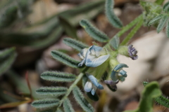 Astragalus nuttallianus