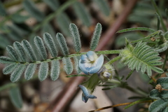 Astragalus nuttallianus