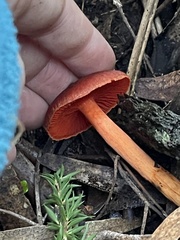 Cortinarius persplendidus
