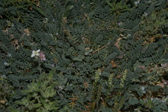 Astragalus nuttallianus
