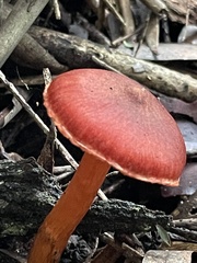 Cortinarius persplendidus